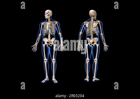 Human Anatomy full body skeletal, muscular and cardiovascular systems ...