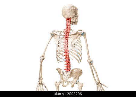 Vertebrae of the spine in red color back view 3D rendering illustration isolated on white with copy space. Human and backbone anatomy, blank medical d Stock Photo