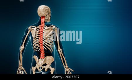 Vertebral column in red color back view with body 3D rendering illustration on blue background with copy space. Human spine or backbone anatomy concep Stock Photo