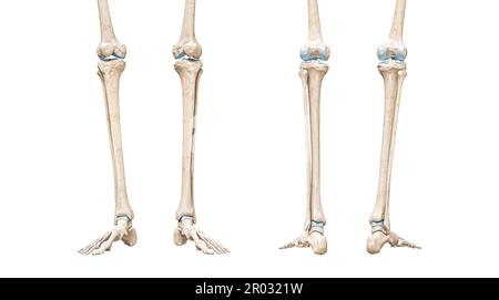 Tibia or shin bone front and rear views 3D rendering illustration isolated on white with copy space. Human skeleton and leg anatomy, medical diagram, Stock Photo