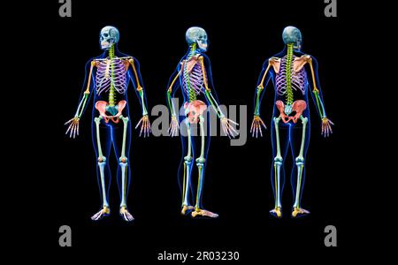 Labeled 3D medical illustration of male pelvis, hip, and leg bones, on ...