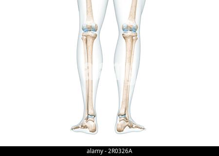 Tibia or shin bone with calf body contours rear view 3D rendering illustration isolated on white with copy space. Human skeleton anatomy, medical diag Stock Photo