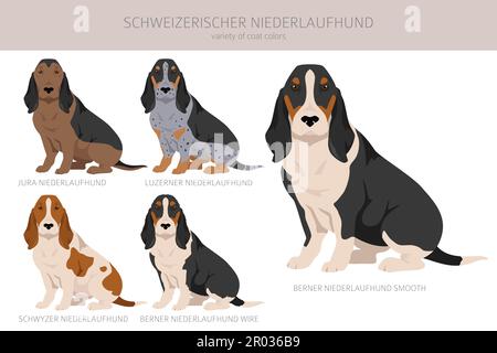 Schweizerischer Niederlaufhund, Small swiss hound clipart. All coat colors set.  All dog breeds characteristics infographic. Vector illustration Stock Vector