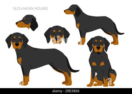 Slovakian hound coat colors different poses clipart. Vector