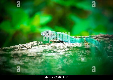 A green lizard basks on a tree trunk, the best photo. Stock Photo