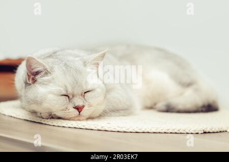 Beautiful silver british shorthair cat sleeping comfortably on a small knitted mat. Stock Photo
