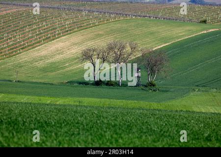 The cultural landscape of Weinviertel, Lower Austria, in springtime Stock Photo