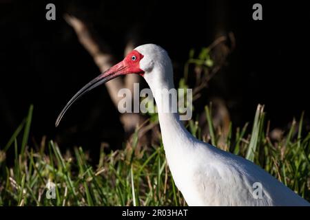 White ibis with red pink facial skin at Six Mile Cypress Slough in Fort Myers, Florida, USA Stock Photo