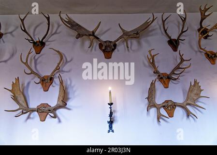 Hunting trophy in King's Guard Chamber at Hampton Court Palace, Richmond upon Thames, Surrey, London, England, United Kingdom. 22nd of April 2023 Stock Photo