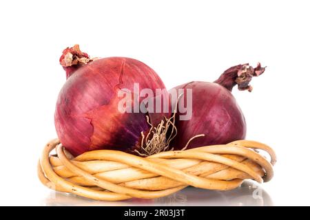 Two organic blue bulbs with vine wreath, macro, isolated on white background. Stock Photo