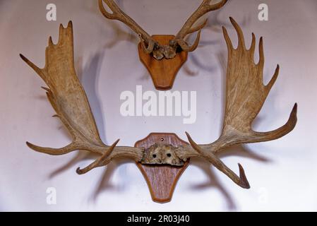 Hunting trophy in King's Guard Chamber at Hampton Court Palace, Richmond upon Thames, Surrey, London, England, United Kingdom. 22nd of April 2023 Stock Photo