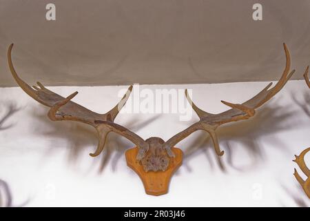 Hunting trophy in King's Guard Chamber at Hampton Court Palace, Richmond upon Thames, Surrey, London, England, United Kingdom. 22nd of April 2023 Stock Photo