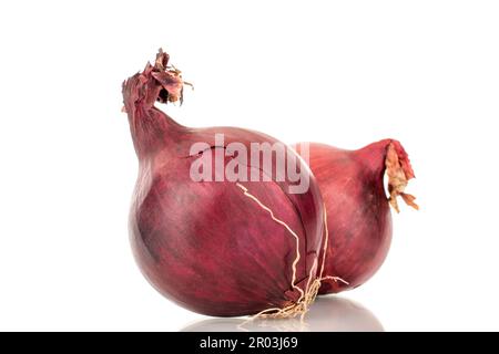 Two blue bulbs, macro, isolated on white background. Stock Photo