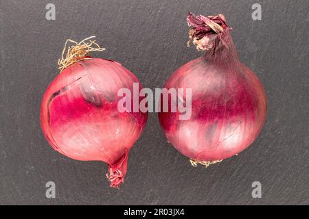 Two organic blue bulbs on slate stone, macro, top view. Stock Photo