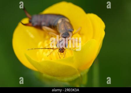 Natural closeup on the common European earwig, Forficula auricularia in a yellow buttercup flower Stock Photo