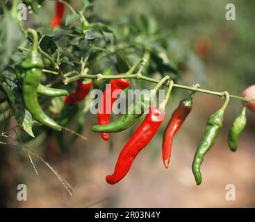 South Korea. Plants. Agriculture. Growing chili peppers. Stock Photo