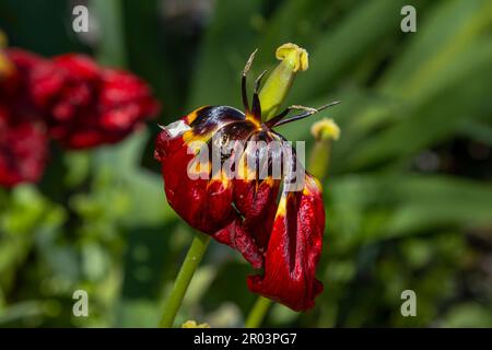 Close-up wilted red tulip with a bee on a petal. Spring nature. Stock Photo