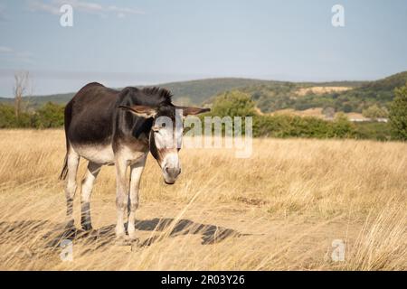 Portrait of a donkey or mule resting on the field on a sunny day. Hills in the background. Stock Photo