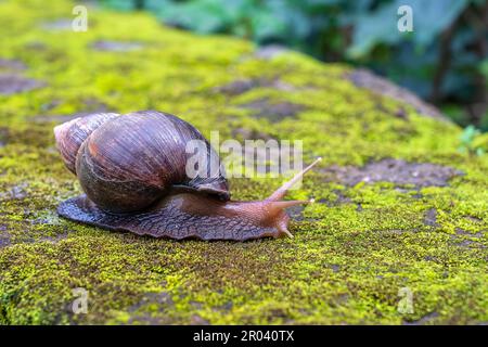Big snail in shell crawling on moss, summer day in garden in Arusha, Tanzania, East Africa, close up Stock Photo
