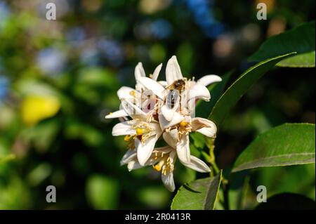 A bee collects pollen from a lemon flower blooming in autumn. Close-up, copy space. Stock Photo