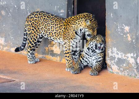 Wild Jaguar (Panthera onca) in portrait and selective focus with depth blur, know as 'onça pintada' Stock Photo