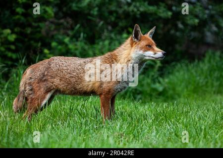 A single Red Fox Vulpes vulpes in profile on grasslands Stock Photo