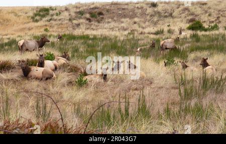 Gearhardt, Oregon, USA - 11/07/2022:  Roosevelt Elk herd residing along the Oregon coast in Gearhart Beach, Oregon. Stock Photo