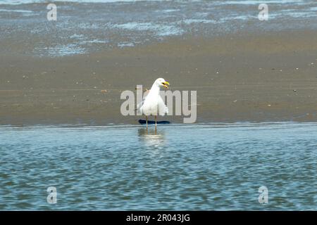 seagull stands by the water on the beach Stock Photo