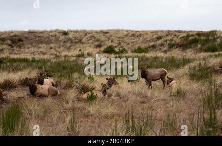 Gearhardt, Oregon, USA - 11/07/2022:  Roosevelt Elk herd residing along the Oregon coast in Gearhart Beach, Oregon. Stock Photo