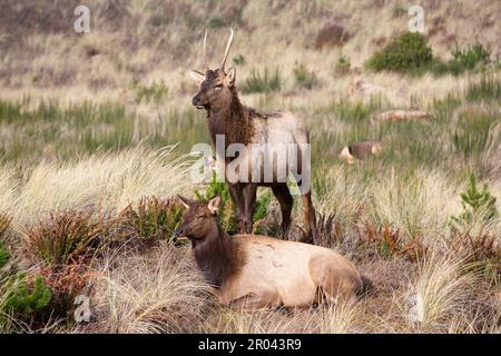 Gearhardt, Oregon, USA - 11/07/2022:  Roosevelt Elk herd residing along the Oregon coast in Gearhart Beach, Oregon. Stock Photo