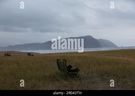 Gearhardt, Oregon, USA - 11/07/2022:  Roosevelt Elk herd residing along the Oregon coast in Gearhart Beach, Oregon. Stock Photo