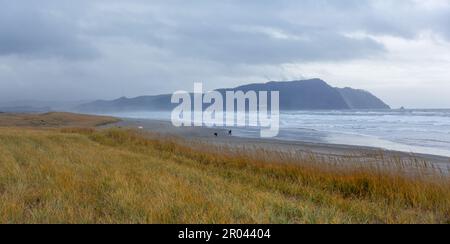 Gearhardt, Oregon, USA - 11/07/2022:  Roosevelt Elk herd residing along the Oregon coast in Gearhart Beach, Oregon. Stock Photo