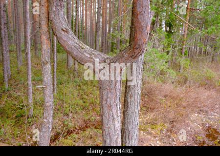 An interesting pine has grown from one trunk into two parts with a small broken branch in the middle. Stock Photo