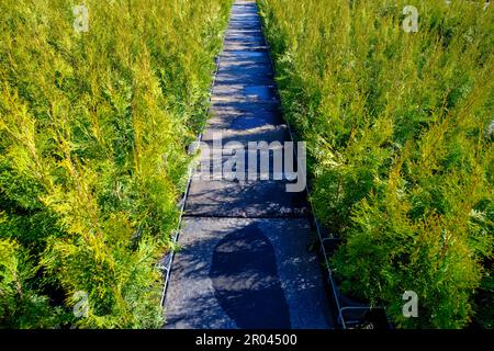 Row of young thuja plants in pots on tree farm. Close-up Stock Photo