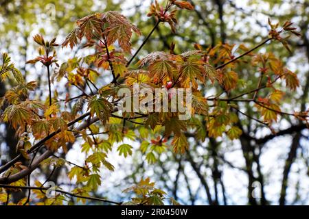 Maple Norway Globosum branch with leaves. Latin name Acer platanoides Globosum Stock Photo