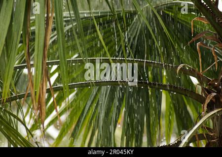 Heavy tropical rain falls on the leaves of palm trees, the large raindrops can be seen very well as narrow lines, some raindrops hang on narrow palm l Stock Photo