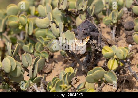 eating chameleon in succulents in the Namib desert Stock Photo