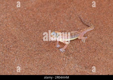 close up of a Namib Dune Gecko Stock Photo