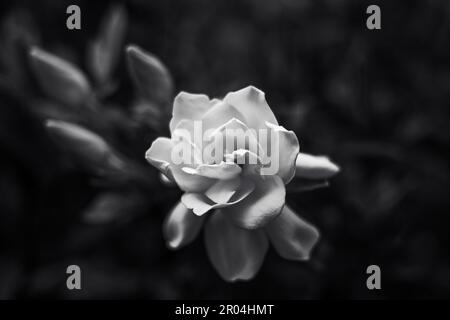 Black and White Gardenia Bloom In Spring on suburban bush Stock Photo