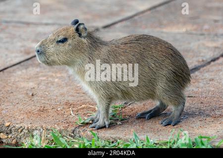 South American capybara rm closeup and selective focus Stock Photo - Alamy