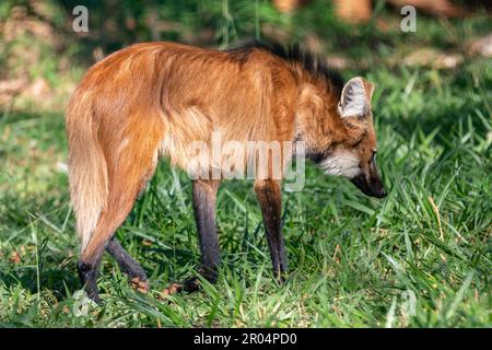 Guará wolf (Chrysocyon brachyurus) one of the rarest wolves in the ...