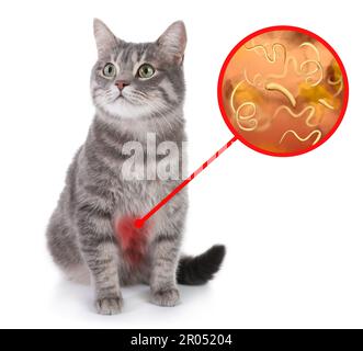 Cute cat and illustration of helminths under microscope on white ...