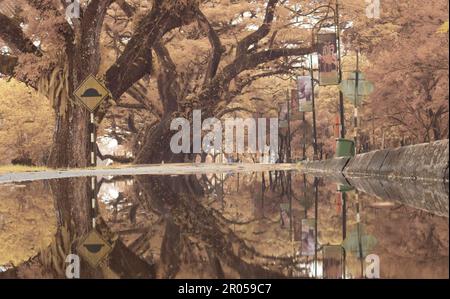 infrared image scene of the stagnant pool of water by the sidewalk of the park Stock Photo