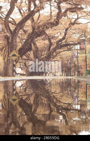 infrared image scene of the stagnant pool of water by the sidewalk of the park Stock Photo