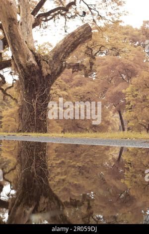 infrared image scene of the stagnant pool of water by the sidewalk of the park Stock Photo