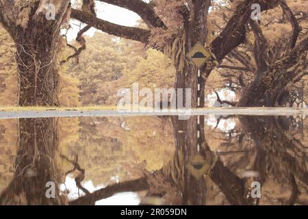 infrared image scene of the stagnant pool of water by the sidewalk of the park Stock Photo