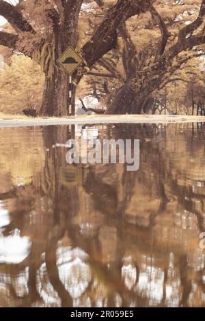 infrared image scene of the stagnant pool of water by the sidewalk of the park Stock Photo