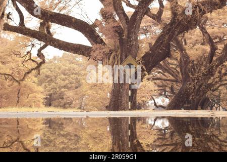 infrared image scene of the stagnant pool of water by the sidewalk of the park Stock Photo