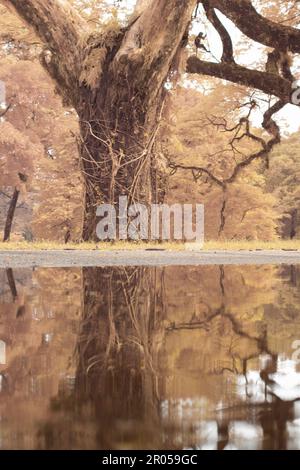 infrared image scene of the stagnant pool of water by the sidewalk of the park Stock Photo