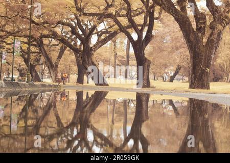 infrared image scene of the stagnant pool of water by the sidewalk of the park Stock Photo